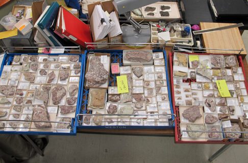 Three drawer inserts full of catalogued trilobites, ready to be placed into their drawers.