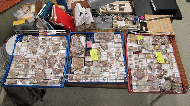 Three drawer inserts full of catalogued trilobites, ready to be placed into their drawers.