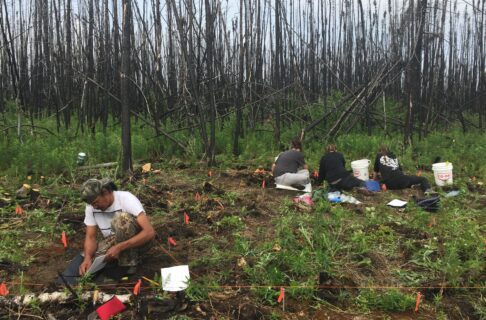 Four people in a roped off excavation area in a wooded space.