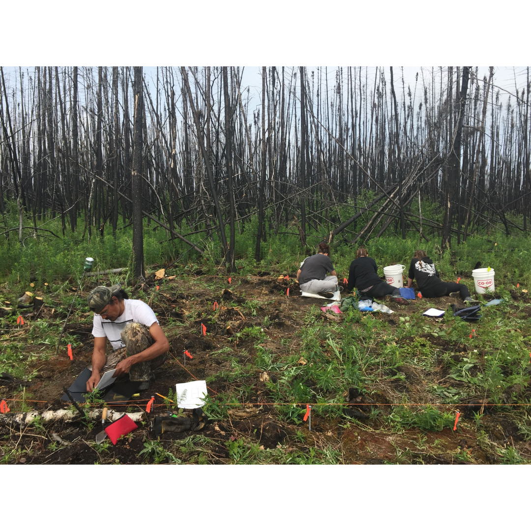 Four people in a roped off excavation area in a wooded space.