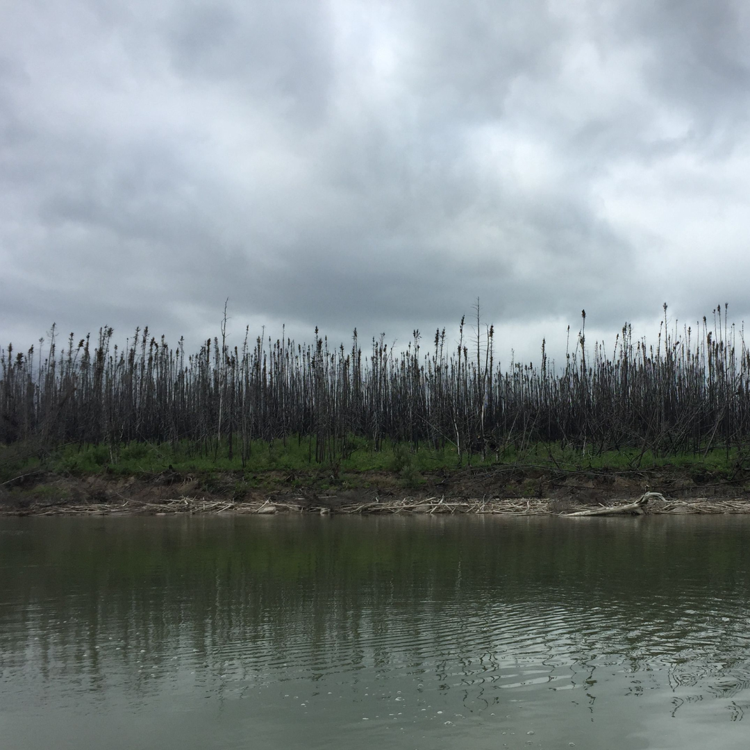 A treed shoreline from the water. The trees are leafless.