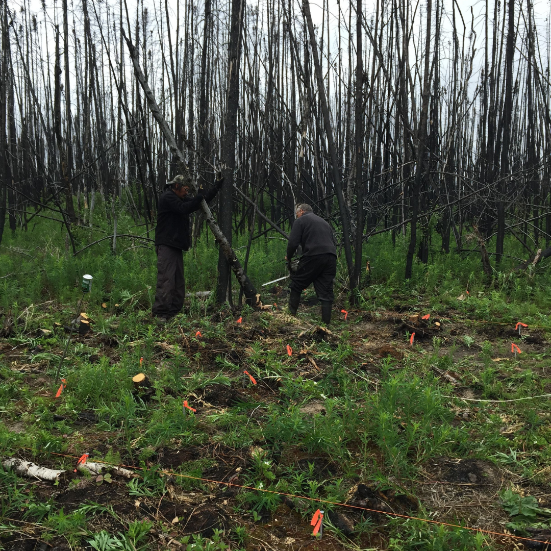 Two individuals cutting down a leafless tree in a roped off excavation area.