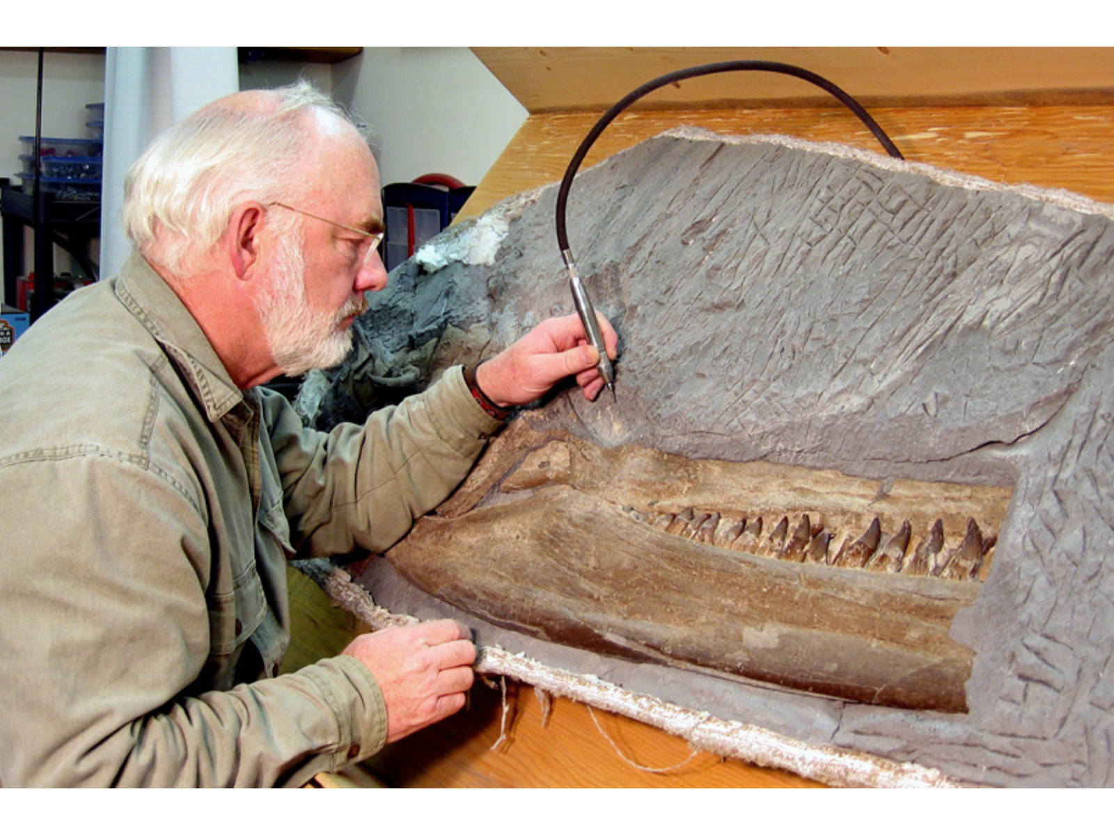 An individual with a hand-held tool attached to a hose working on a fossil skull.