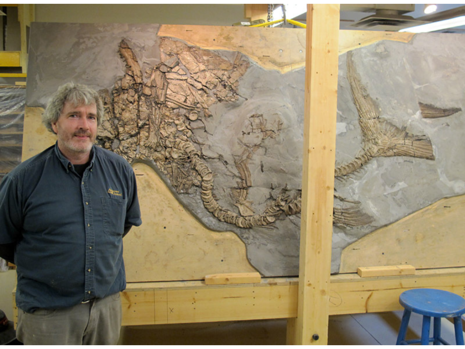 An individual standing in front of a large fossil embedded in a slab.