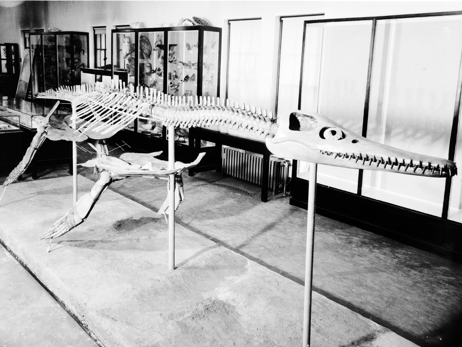 A mounted plesiosaur skeleton on display.