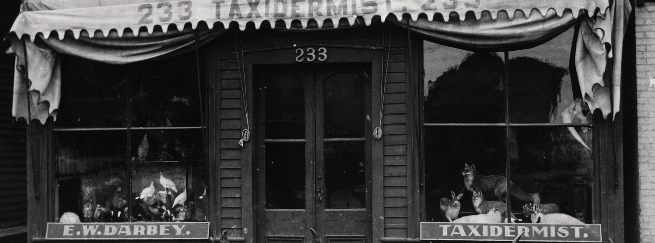 A black and white photo of the exterior of a taxidermy shop. An awning edge reads, 