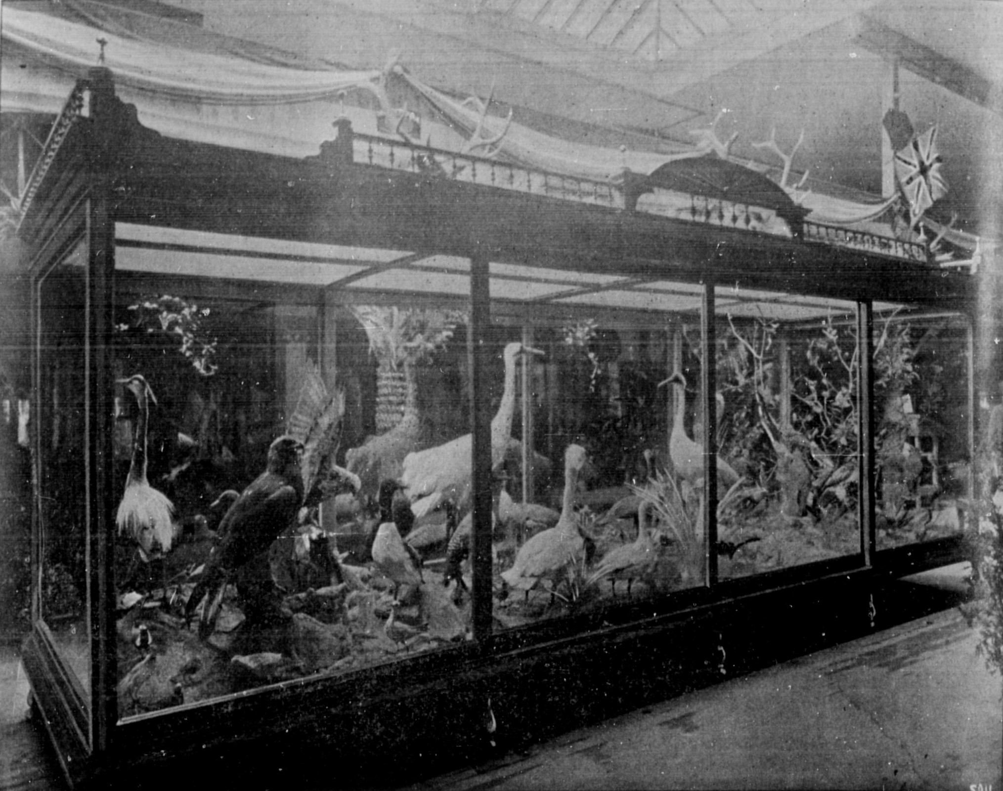 Black and white photo of tall glass display cases containing a variety of taxidermized birds.