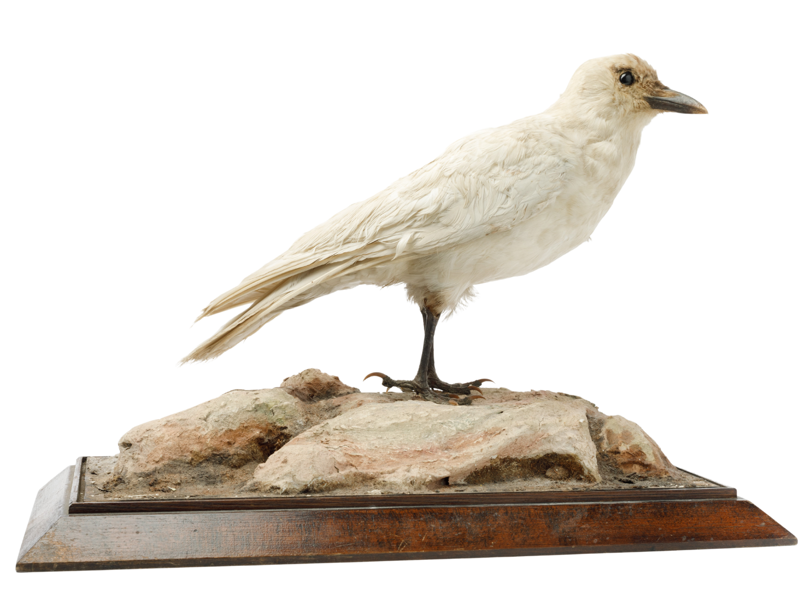 A taxidermized white bird on a mount.