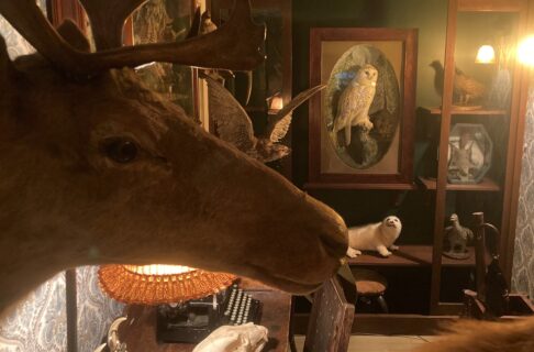 Looking into a room filled with taxidermy specimens. Past a mounted elk head on the left, shelves along the backwall contain specimens like a small white seal, and a snowy owl.