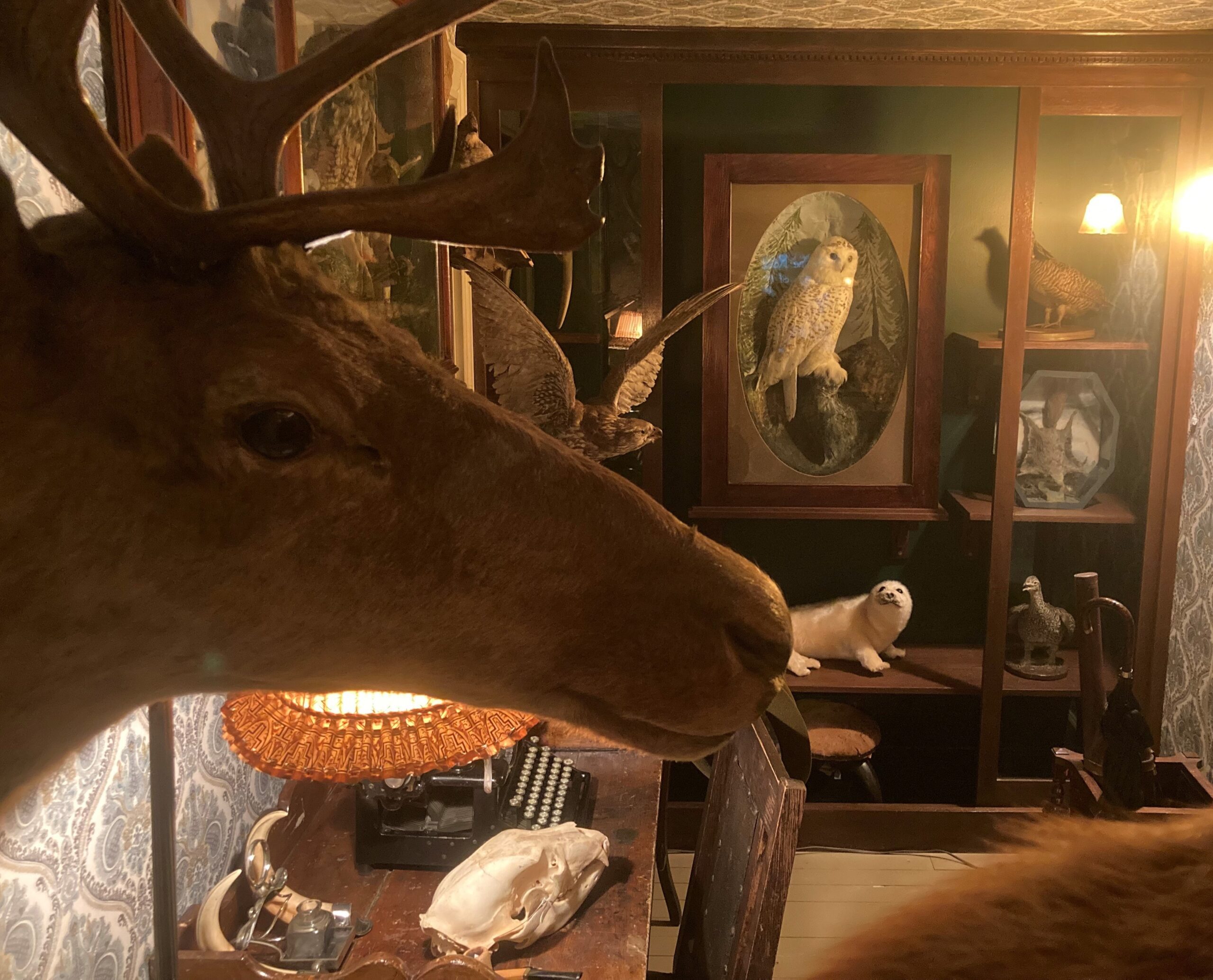 Looking into a room filled with taxidermy specimens. Past a mounted elk head on the left, shelves along the backwall contain specimens like a small white seal, and a snowy owl.