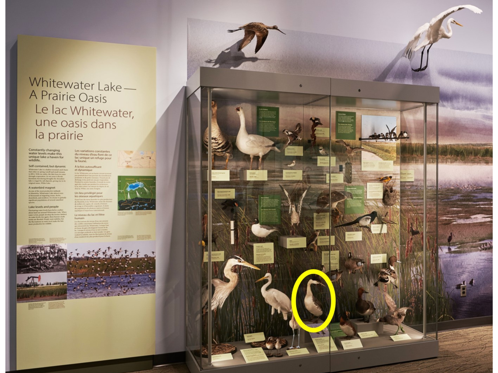 A glass display case in the Prairies Gallery filled with a variety of taxidermized bird specimens next to an information panel titled, "Whitewater Lake - A Prairie Oasis". One of the birds on the bottom of the case is circled in yellow.