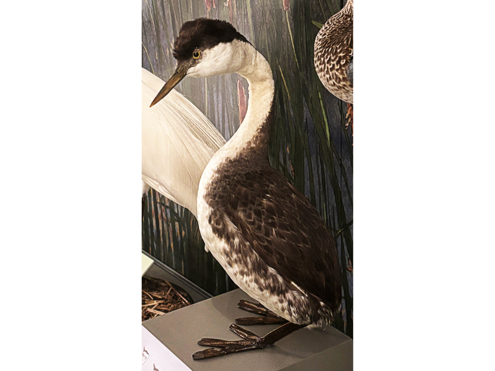 A close up on a taxidermized bird specimen on display with dark feather on its head and back, and white cheeks, throat, and belly.