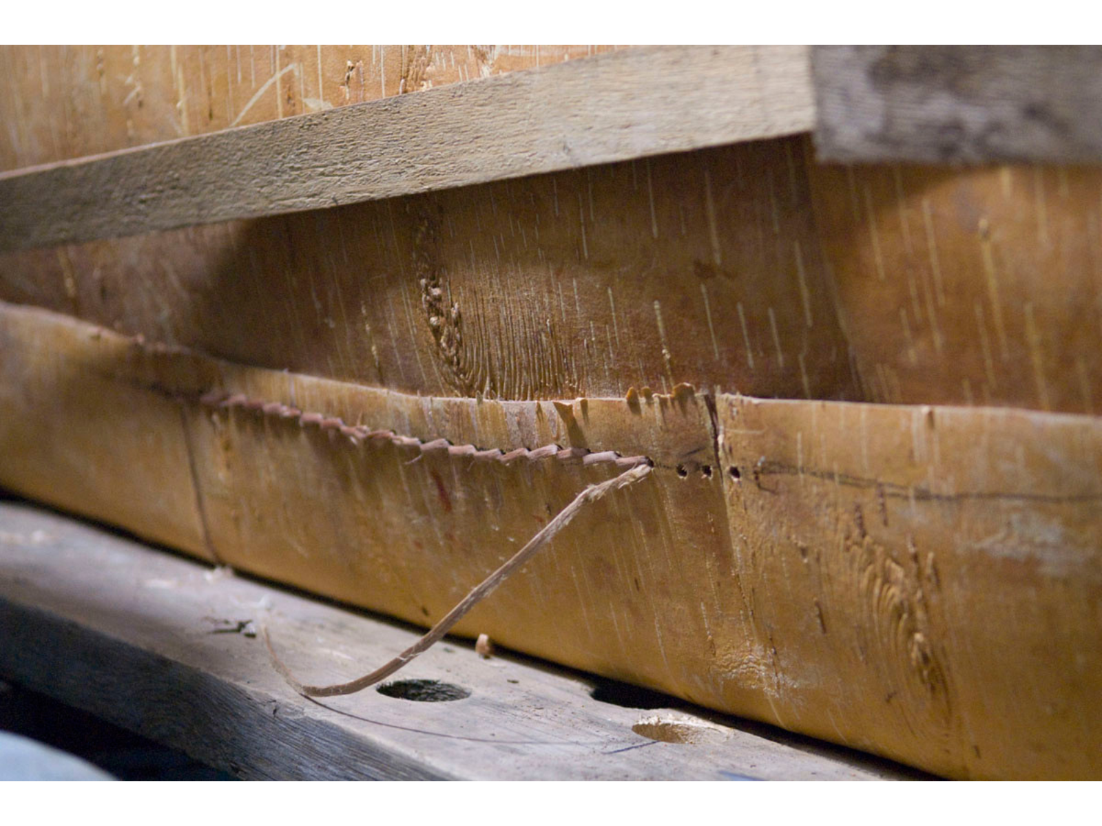 Close up on thick cedar root stitching along the lower side of a birch bark canoe.