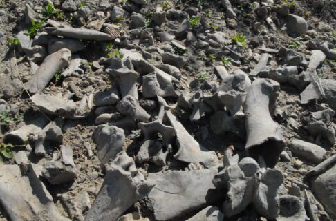 A stretch of ground covered in various bison bones.