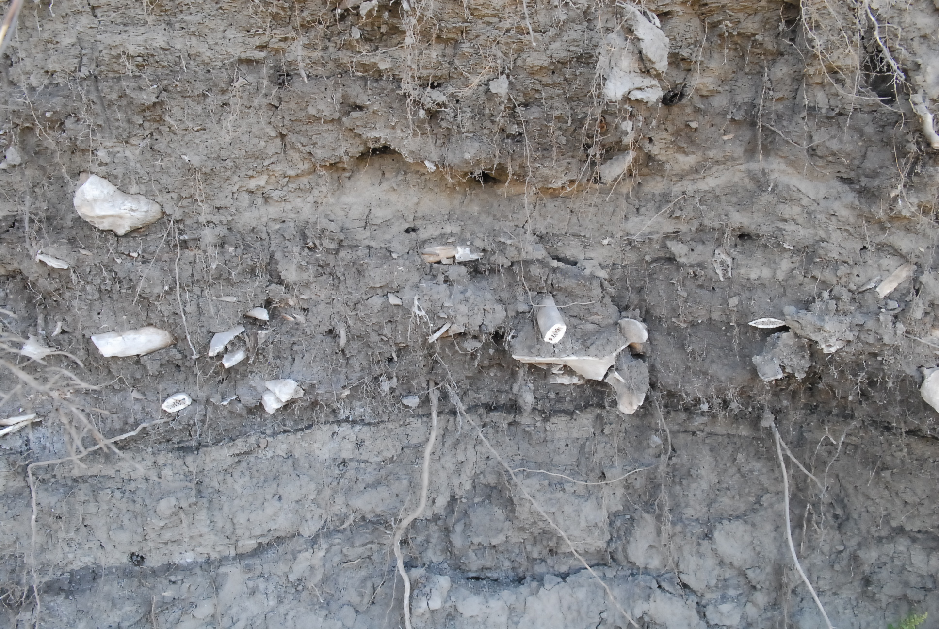 A cut of river bank with embedded bison bones along a thick line near the centre.