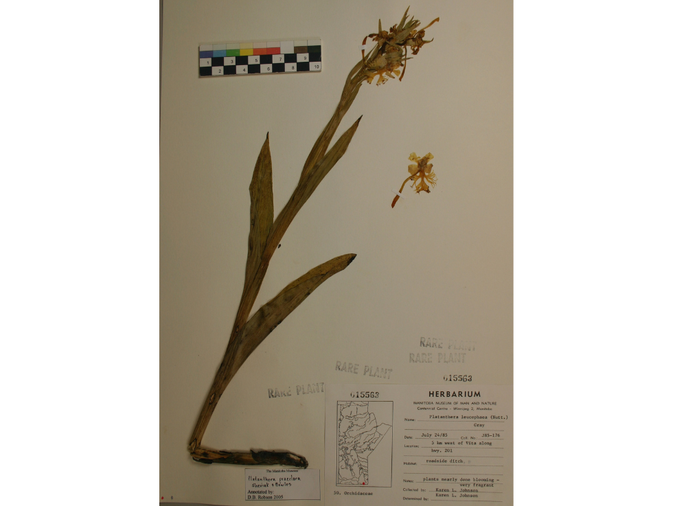 A pressed herbarium specimen on a sheet of paper with specimen data on the bottom right corner.