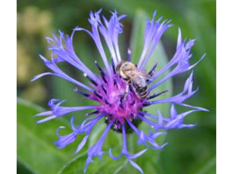 A frilly blue-purple flower with a bumble bee on the centre.