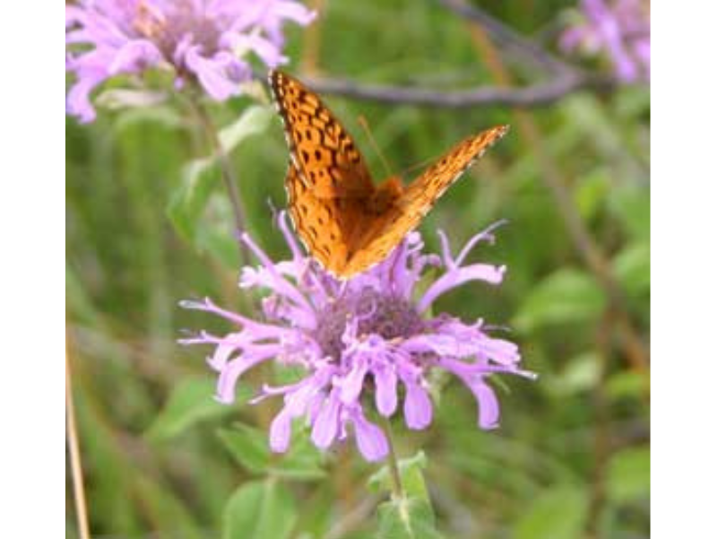 An orange butterfly perched on a frilly purple flower.