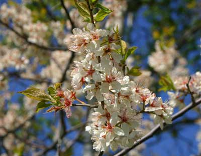 Close up on a branch of white blossoms on an American Plum tree.