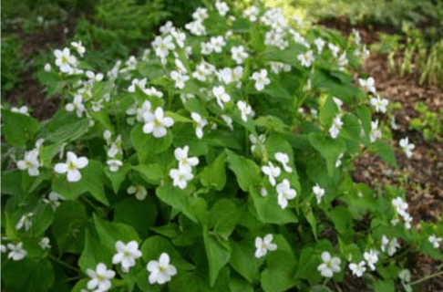 A small bushy plant with small white flowers.