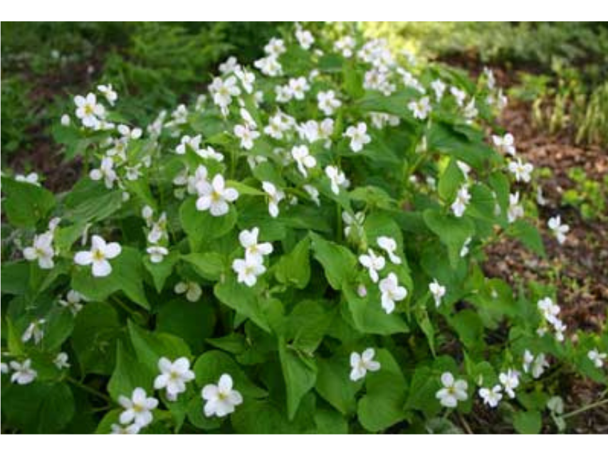 A small bushy plant with small white flowers.