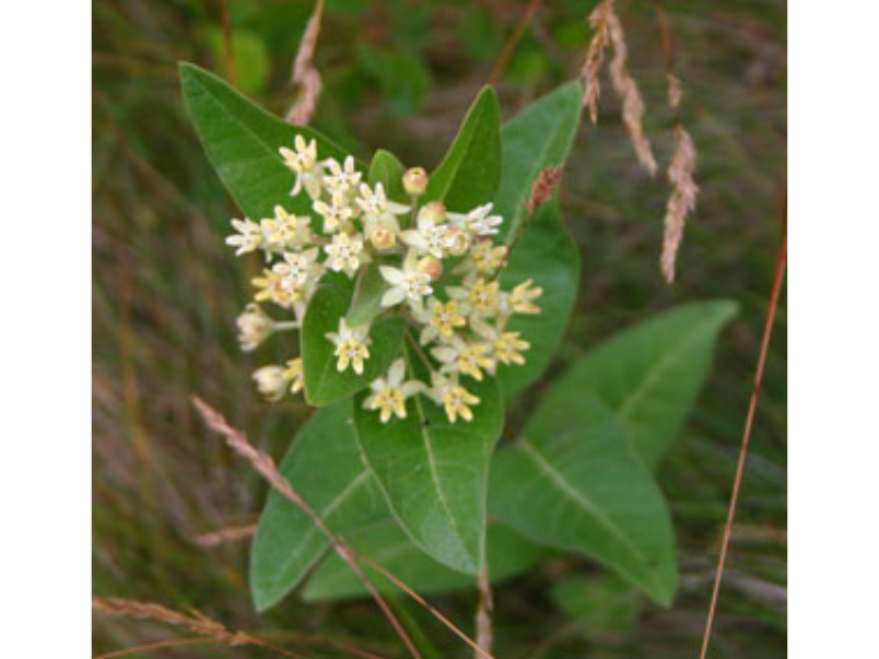 Close up on a small plant with clustered white flowers at the top.