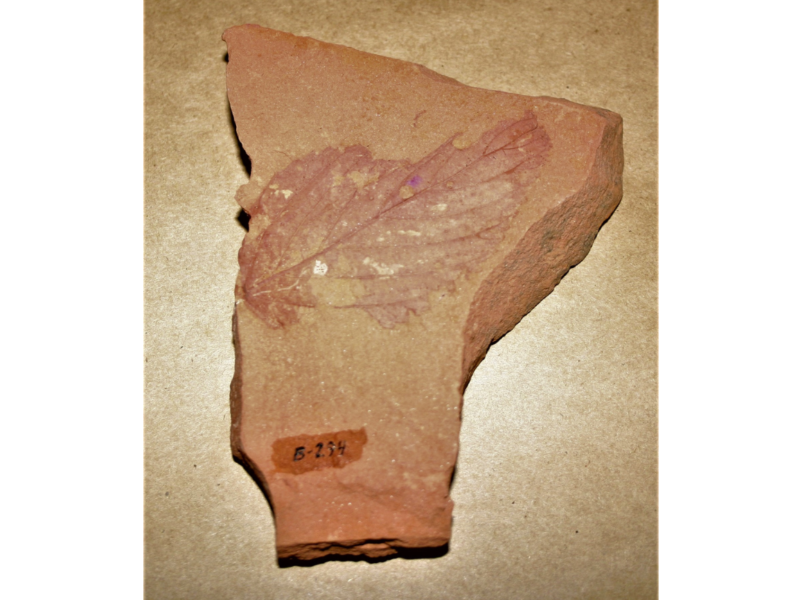 A fossil leaf embedded in a slab of reddish shale.