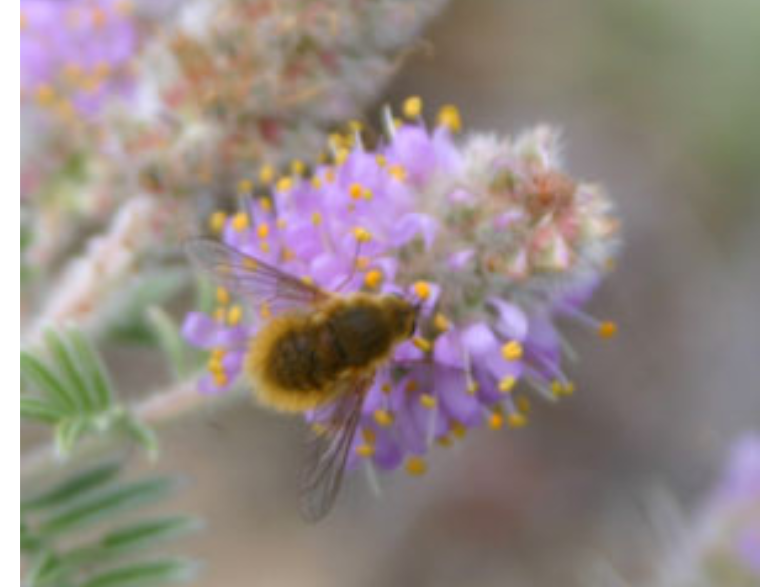 A small insect on a fluffy purple flower.