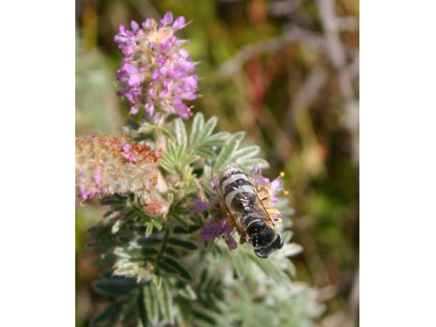 A small black and yellow striped wasp on a purple bulb-like flower.