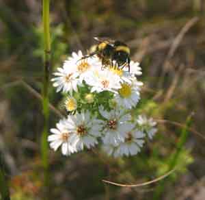 A cluster of small white flowers with yellow centres, which a bumble bee on the top.