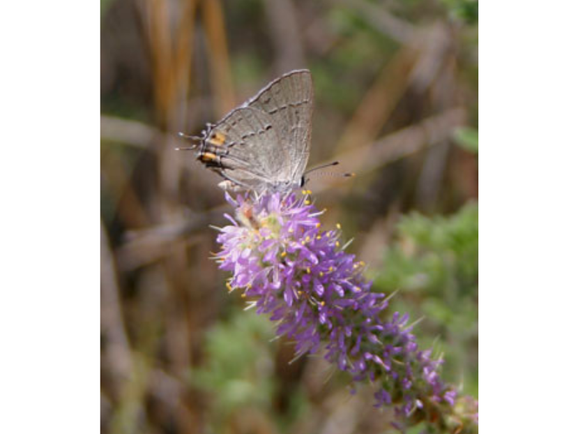 A light-winged butterfly on an elongated purple flower.