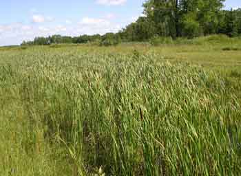 A cluster of cattails growing in shallow water with field on either side.