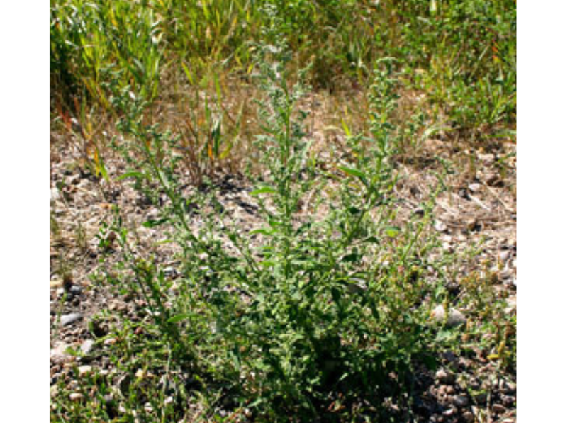 A small bristly bush growing in patchy soil.