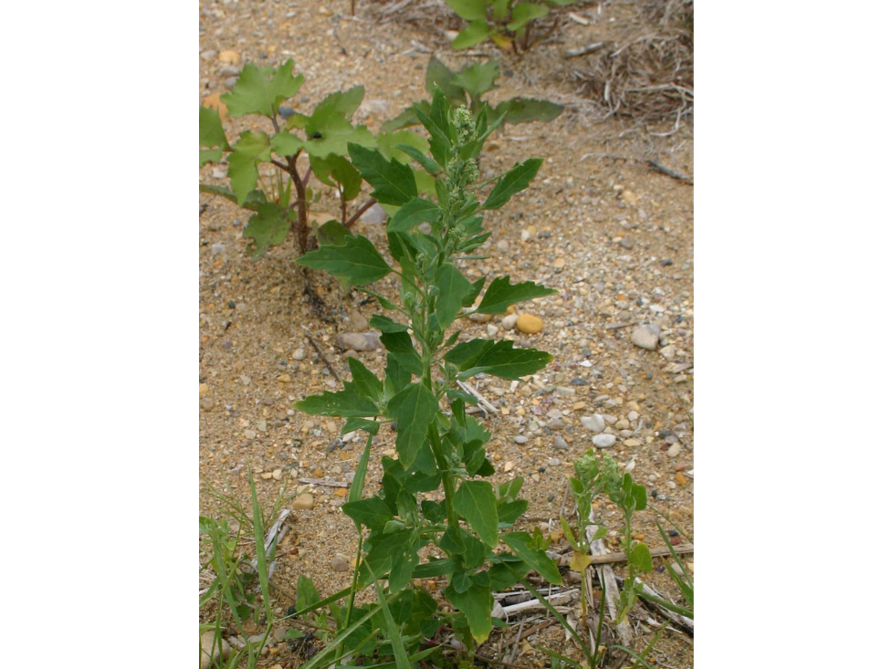 A spindly plant growing long and tall with many green leaves.