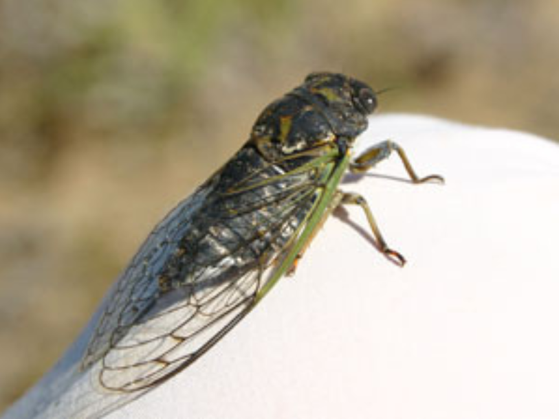 A close up on a large insect, a cicada, on the knee of light-coloured pants.