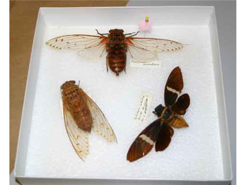 Three large cicada specimens in a collections box.