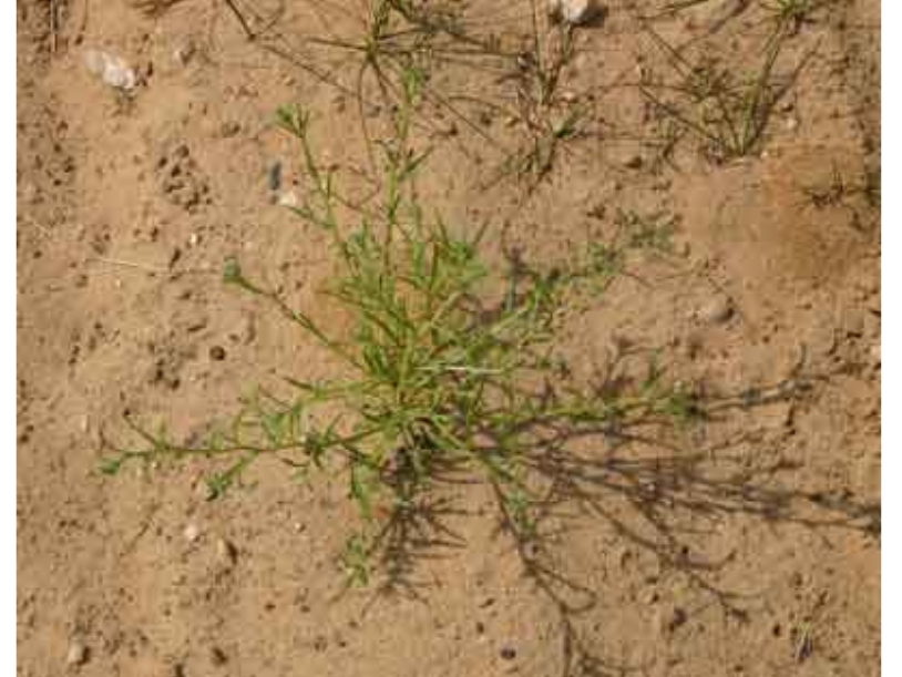 A small spindly plant, low-growing in sandy soil.