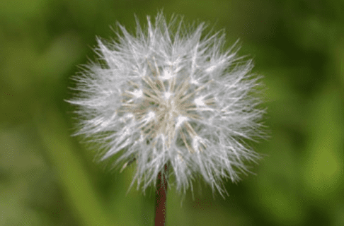 Close up on a small fluffy white flower.