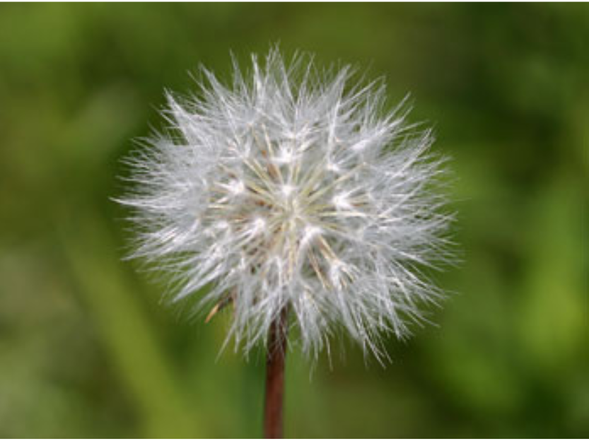 Close up on a small fluffy white flower.