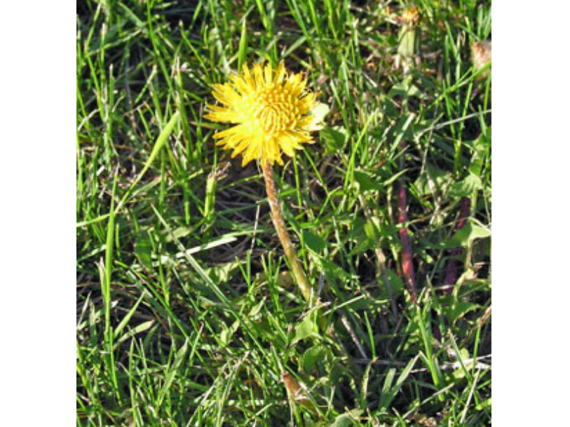 Close up of a small yellow dandelion in green grass.