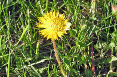 Close up of a small yellow dandelion in green grass.