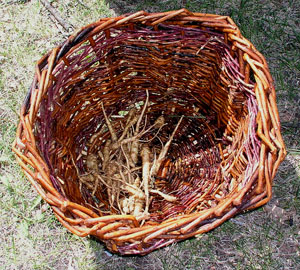 A reddish wicker basket with a handful of light-coloured dandelion roots in the bottom.