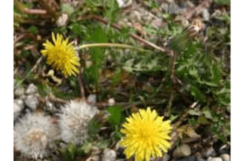 Close up on two dandelions, one of which has a black and yellow bumblebee on it.