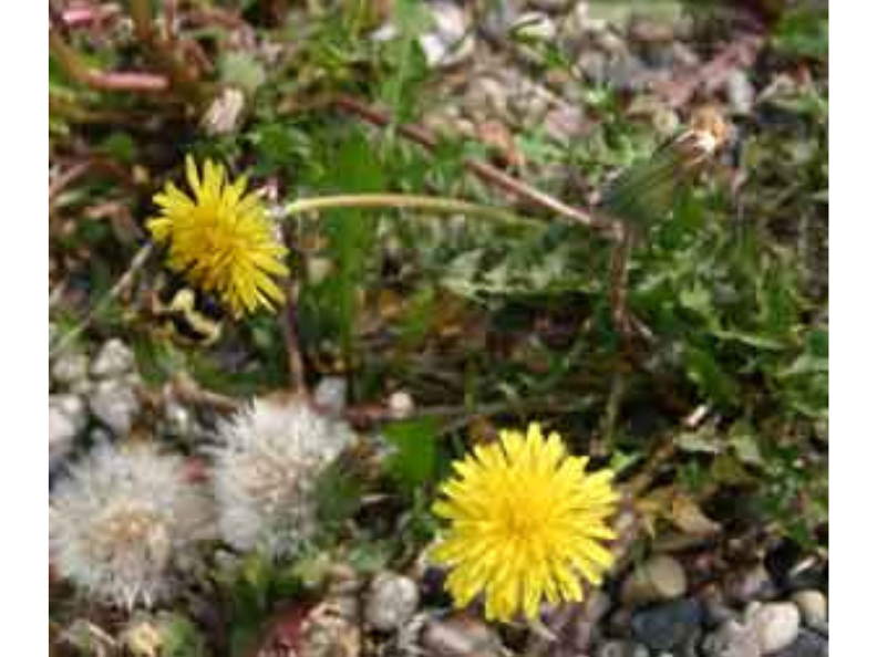 Close up on two dandelions, one of which has a black and yellow bumblebee on it.