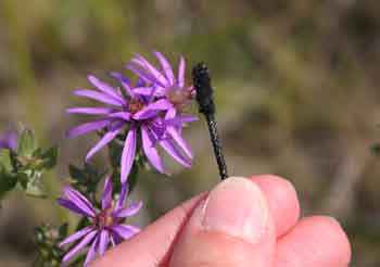 A hand reaches into frame holding a tuft next to a small cluster of purple flowers.