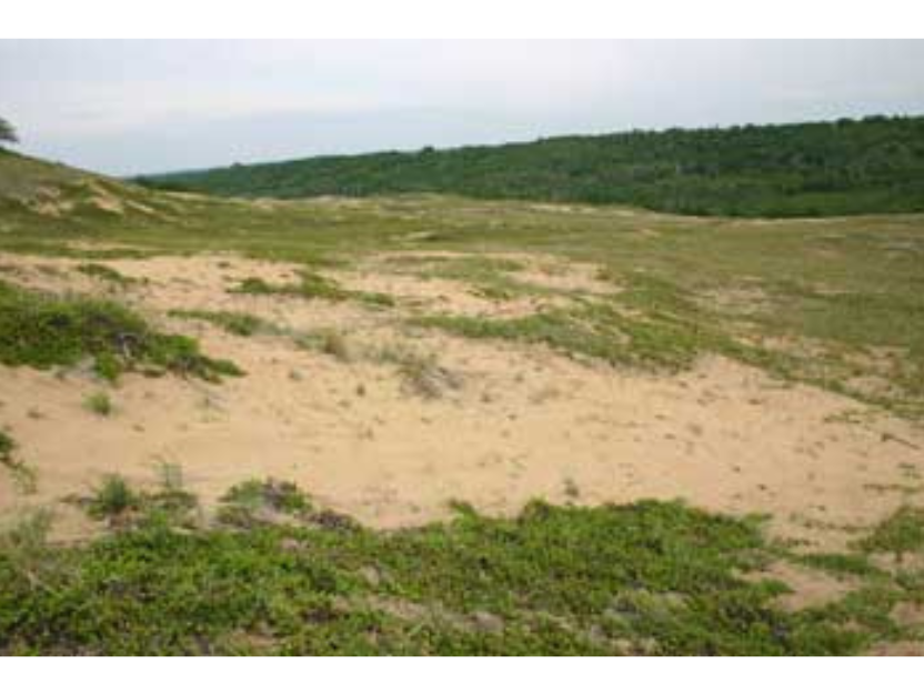 Rolling sand dunes with sparse green vegetation growing along them.