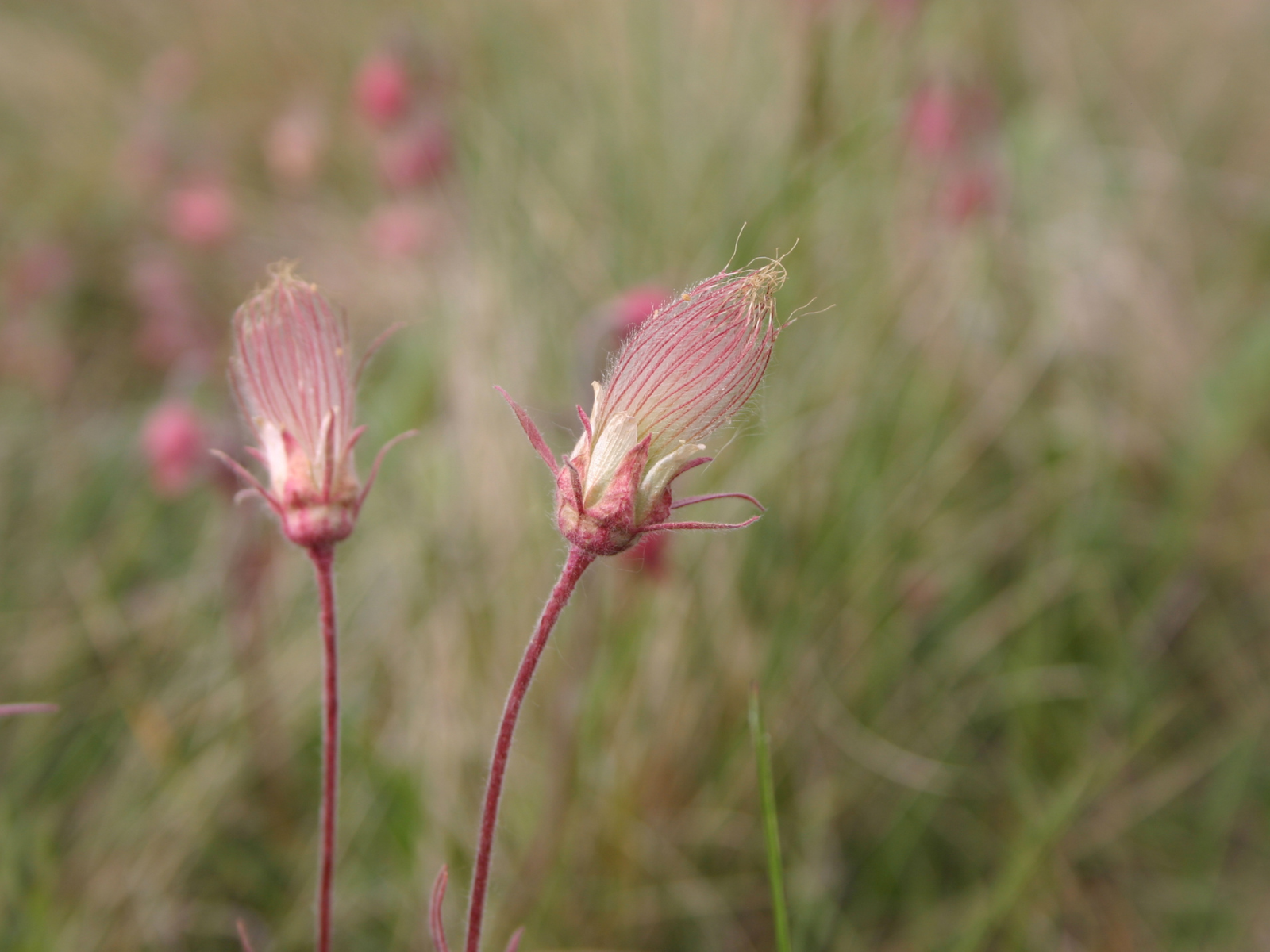 Close up on two fluffy pink tufts on the ends of two stems.