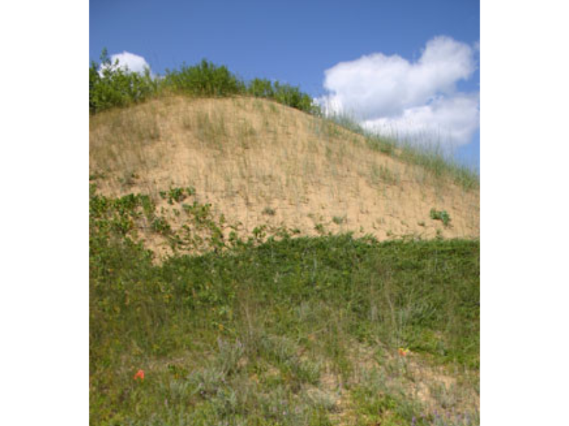 The side of a sandy dune with green grass growing up to it.