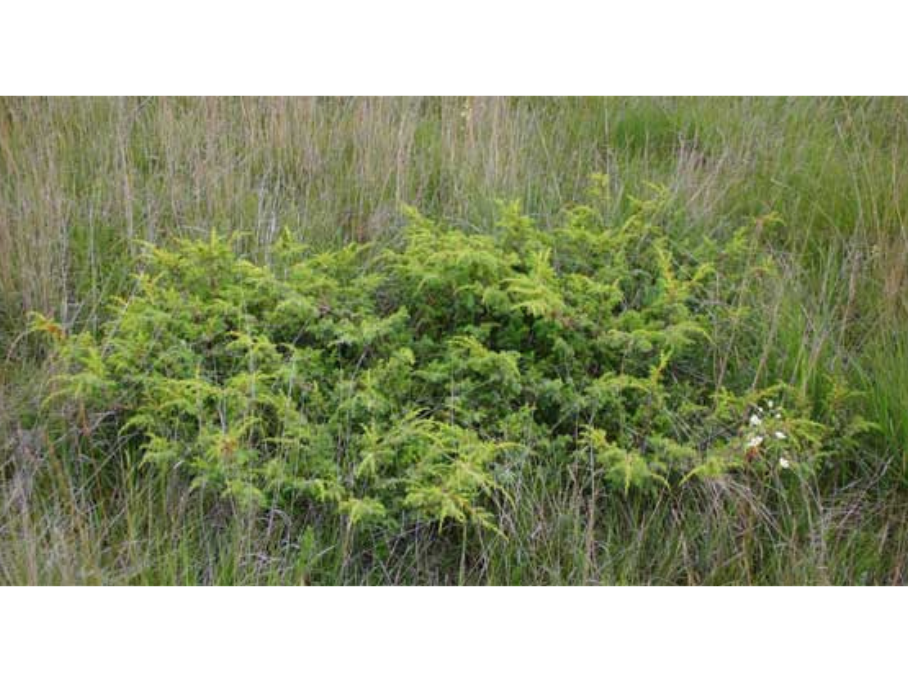 A small, green bush, growing in grass.