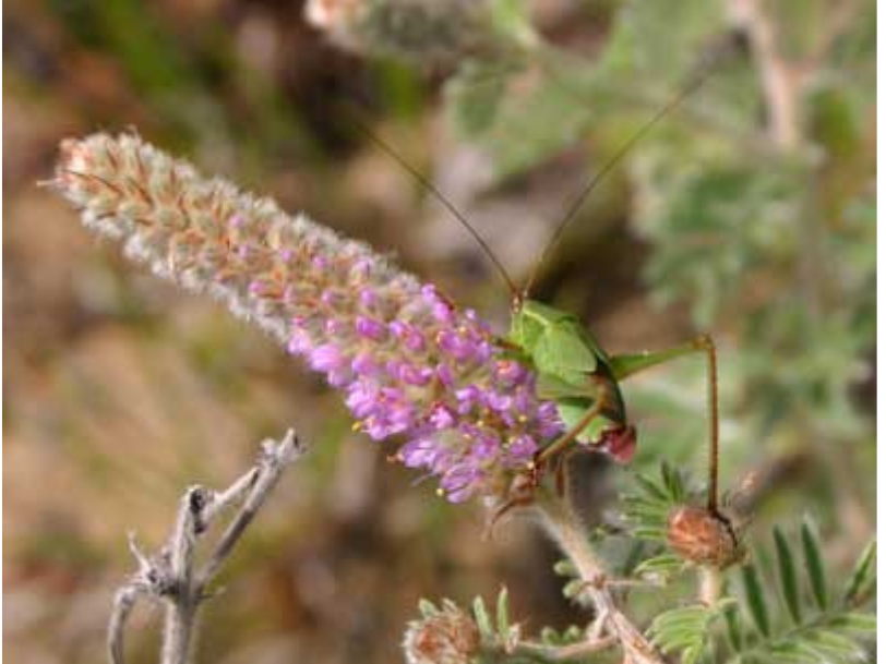 A green insect with a leaf-like appearance and long antennae sits on an oblong purple flower.